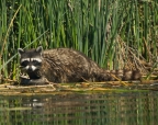 Raccoon at Ahjumawi State Park. Taken from his kayak by Jim Duckworth