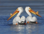 American White Pelicans at Ahjumawi Lava Springs State Park. Photo by Jim Duckworth
