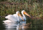 American White Pelicans at Anderson Marsh Natural Preserve. Photo by Harvey Abernathey