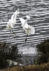 Egrets at Bolinas Lagoon. Photo by Harvey Abernathey