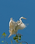 Great Egret building a nest at Gray Lodge Wildlife Area. Photo by Bruce Johnson