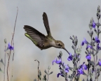 Anna's Hummingbird at Cosumnes River Preserve. Photo by Bruce Miller