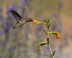 Annas Hummingbird at Cosumnes River Preserve. Photo by Bruce Miller: 1024x819.12735012416