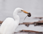 Egret and mouse at Cosumnes Preserve. Photo by Robert Lowe: 1024x804.8