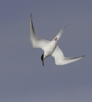 Forster's Tern at Palo Alto Baylands. Photo by Phil Robertson