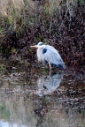Great Blue Heron, Cosumnes River Preserve. Photo by Ken Ina: 680x1024