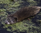 Common Muskrat. Photo by Thomas Roach