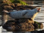 Harbor Seal, Monterey Bay. Photo by Gary E. Davis