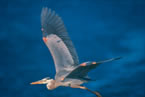 Heron