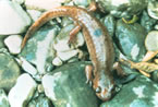 Lizard