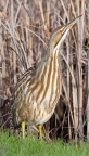 American Bittern at Sacramento NWR. Photo by Carole Haskell: 1024x1807.3131597467