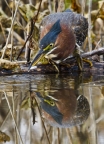 Green Heron & Fish by Cathy Cooper: 287x400