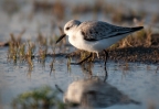 Western Sandpiper. Photo by Harvey Abernathey