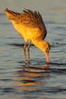Marbled Godwit at Elkhorn Slough. Photo by Max Allen: 257x386