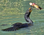 Double-crested Cormorant. Photo by Doug Froning