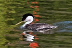 Western Grebe at Anderson Marsh. Photo by Harvey Abernathey: 1024x680