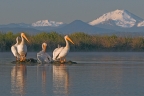 American White Pelicans at Ahjumawi Lava Springs State Park. Photo by Jim Duckworth: 1024x682.66666666667