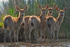 Deer at Ahjumawi State Park. Taken from his kayak by Jim Duckworth: 1024x682.66666666667