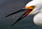 Snowy Egret at Bolsa Chica Ecological Reserve. Photo by Lyle Madeson: 1024x700.416
