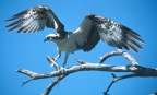 Osprey with fish at Clear Lake State Park. Photo by Bob McCleary: 1024x614.4