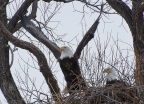 Bald Eagle Nest at Lower Klamath Basin NWR. Photo by Doug Froning: 1024x738.93623639191