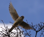 American Kestrel. Photo by Doug Froning
