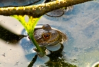 Submerged frog, Eastman Lake. Photo by Pat Althizer: 1024x682.75416559856