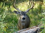 Black-tailed Buck at Effie Yeaw Nature Center. Photo by Joey Johnson: 1024x768