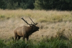 Bugling Roosevelt Elk at Redwood National and State Parks. Photo by Amanda Alaniz: 1024x682.66666666667