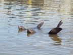 California Sea-Lions at Elkhorn Slough. Photo by Linda Muth: 1024x768