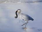 Great Blue Heron eating an eel at Point Lobos. Photo by Jack Ferrante: 1024x775.41279461279