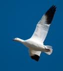 Ross' Goose at Merced NWR. Photo by Gary Powell: 1024x1168.1749016178