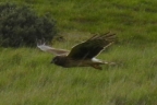 Northern Harrier hunting at Coyote Hills Regional Park. Photo by Janet Norris: 1024x681.23128679563
