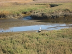 Tijuana Slough. Photo by Karen Killebrew: 1024x768