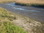 Tijuana Slough. Photo by Karen Killebrew: 1024x768