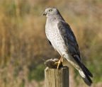 Northern Harrier. Photo by Jack Ferrante