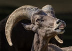 Peninsular Desert Bighorn Sheep
Anza-Borrego Desert State Park, Borrego Springs
A rural desert local Peninsular Desert Bighorn Sheep displaying breeding lip.
Peninsular Desert Bighorn Sheep