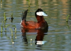 Male Ruddy Duck. Photo by Stephen Creswell: 800x573