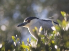 Black-crowned Night Heron at Palo Alto Baylands Preserve. Photo by Suzanne Young: 1024x744.63070539419