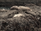 California Sea Lions at Point Lobos. Photo by Kyle Te Poel