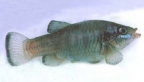 Owens Pupfish: 346x195