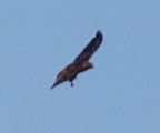 Red tail hawk at Laguna, 9-29-08: 192x159