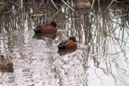 Cinnamon Teal at Sacramento NWR. Photo by Claire Ames: 1024x682.66666666667