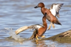 Cinnamon Teal Drakes at Sacramento NWR. Photo by Phil Robertson