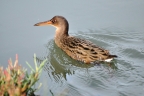 Clapper Rail at Don Edwards San Francisco Bay NWR. Photo by Ann Saetnan