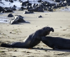 Elephant Seal at San Simeon. Photo by Thomas Roach