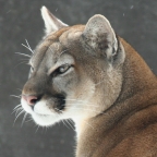 Mountain Lion. Photo by Dianne Erskine Hellrigel