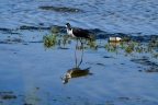 Black-necked Stilt. Photo by Lew Milligan