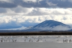 Tundra Swans at Lower Klamath NWR: 1024x685.48760330579