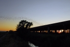 Bat fly-out at Yolo Bypass Wildlife Area. Photo by Judi Nicholson: 1024x685.39733333333